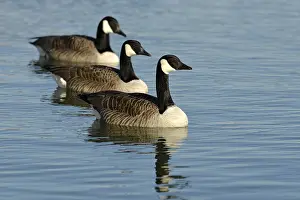 Canadian Gooses: Canada Goose (Branta canadensis), Germany, Europe