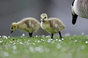 Canada goose, Branta canadensis, two goslings on