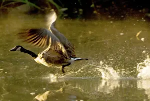 Lost: Canada goose, Branta canadensis, Lost Lagoon