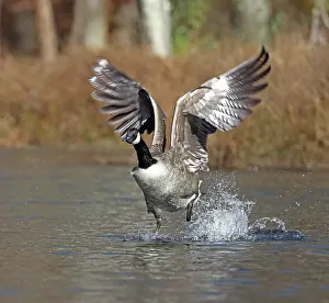 Branta: Canada goose (Branta canadensis), Maryland