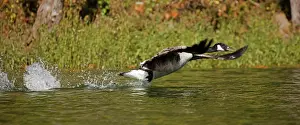 Maryland: Canada goose (Branta canadensis), Maryland
