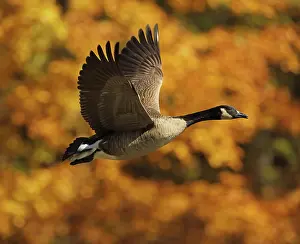 Maryland: Canada goose (Branta canadensis), Maryland