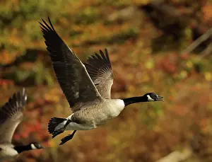Maryland: Canada goose (Branta canadensis), Maryland