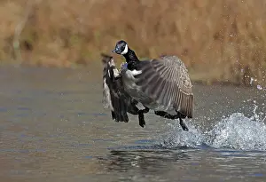 Canadensis: Canada goose (Branta canadensis), Maryland