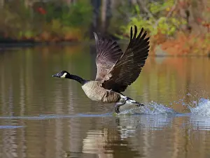 Canadensis: Canada goose (Branta canadensis), Maryland