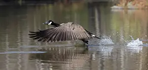 Canadensis: Canada goose (Branta canadensis), Maryland