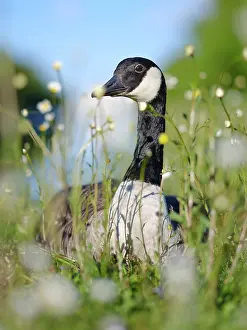 Migratory: Canada goose (Branta canadensis) in Munich. Germany