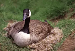 Incubating: Canada Goose (Branta canadensis) on nest