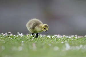 Suburb: Canada goose, Branta canadensis, single gosling