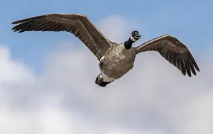 Bob Gibbons: Canada goose, Branta canadensis ssp. canadensis