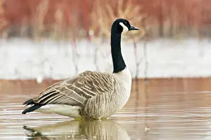 Ditto: Canada goose (Branta canadensis) standing