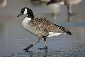 Neck: Canada Goose (Branta canadensis) - Standing on frozen