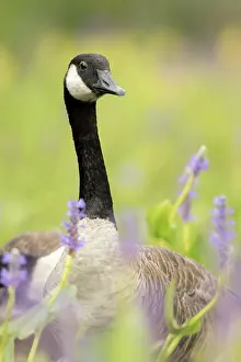Concentration: Canada goose (Branta canadensis) in the swamp, La