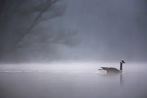 Limburg: Canada Goose (Branta canadensis) swimming throu