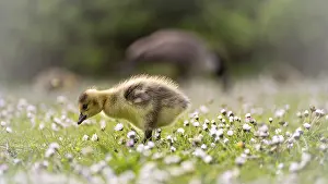 Race: Canada goose chicks (Branta canadensis) running through grass and daisies