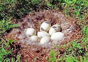 Nested: Canada Goose Eggs