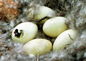 Hatches: Canada Goose Eggs