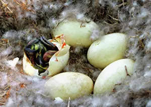 Hatches: Canada Goose Eggs