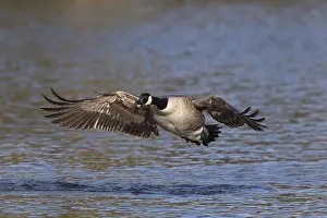 120219: Canada Goose - In Flight - Cornwall - UK