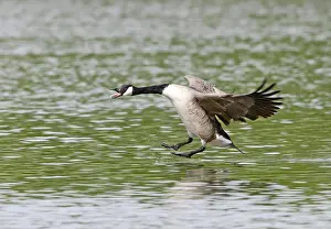 Canadensis: Canada Goose - in flight - landing on water