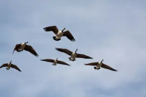 Fowl: Canada Goose flock