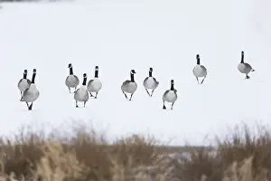 121118: Canada Goose, Flock walking across frozen lake in