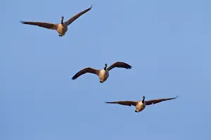 141020: Canada Goose - geese in flight - Germany