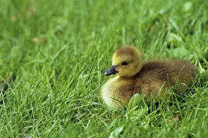 Canadensis: Canada Goose Gosling
