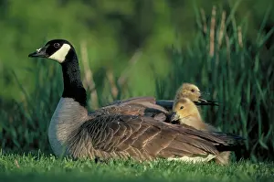 Motherhood: Canada goose with goslings
