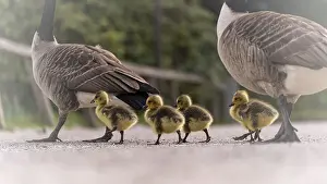 Crossing: Canada goose goslings (Branta canadensis) four with their