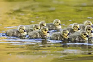 120219: Canada Goose Goslings - Group Swimming - Cornwall - UK