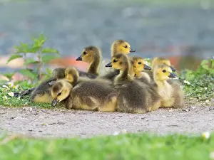 Duncan Usher: Canada goose, goslings resting at the edge of a lake