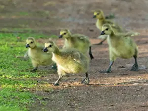 Duncan Usher: Canada goose, several goslings running along a park pathway