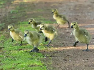 Duncan Usher: Canada goose, several goslings running along a park pathway