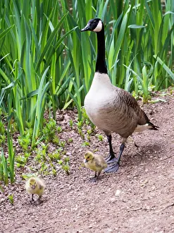 Goslings: Canada Goose & goslings - UK