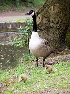 Goslings: Canada Goose & goslings - UK