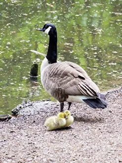 Goslings: Canada Goose & goslings - UK