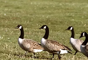 Maureen Brown: CANADA GOOSE - group on grass