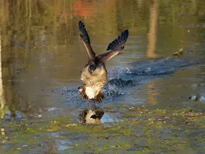 Duncan Usher: Canada goose, male bird or gander in landing flight over a lake