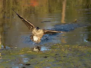 Duncan Usher: Canada goose, male bird or gander in landing flight over a lake