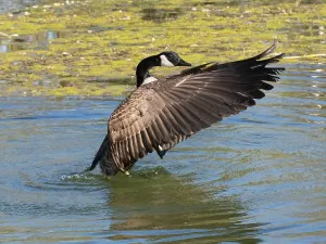 Flapping: Canada goose, male bird in lake