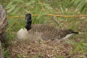 250430: Canada goose, on nest, Branta canadensis, Maryland