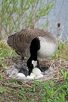 Turning: Canada Goose - On Nest with Eggs