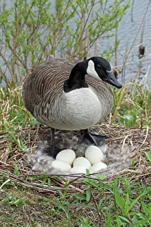 John Cancalosi: Canada Goose - On Nest with Eggs