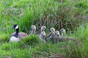 Parents: Canada Goose, parent bird with goslings, resting