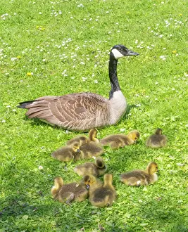 Parent: Canada goose, parent bird on a park green with young goslings