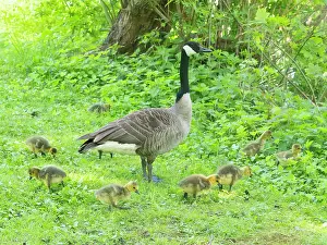 Parent: Canada goose, parent bird on a park green with young goslings