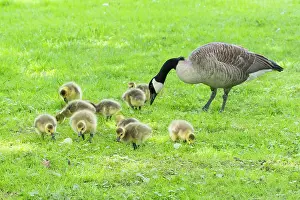Parent: Canada goose, parent bird on a park meadow with young goslings