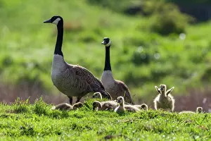 Parents: Canada Goose, parent birds with goslings, on a meadow