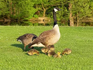 Caring: Canada goose, parent birds on a park meadow